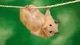 Картинка: Хомячок-акробат повис на верёвке
