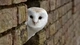 Картинка: Милая белая совушка выглядывает из ниши кирпичной стены