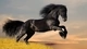 Image: A black Mustang