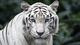 Image: Big cat: white Tiger