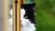 Image: Black and white cat peeping out of one eye