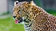 Картинка: Леопард вытащил язык