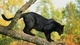 Картинка: Чёрная пантера на стволе дерева
