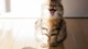 Картинка: Кошка зевает сидя в полутени