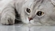 Image: A beautiful big-eyed cat