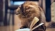 Картинка: Пушистая кошка с интересом смотрит в книжку
