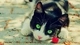 Картинка: Чёрно-белая кошка с зелёными глазами