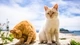 Image: Cute cats bask in the sun
