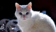 Картинка: Кот белый, а глаза голубые