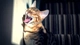 Картинка: Зевающий кот