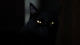 Картинка: Чёрный кот с жёлтыми глазами сливается с фоном