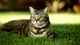 Картинка: Кот лежит на траве
