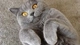 Картинка: Британский кот лежит на спине подогнув лапки