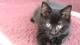 Картинка: Чёрный котёнок лежит на ковре