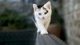 Картинка: Котёнок с разным цветом глаз