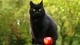 Картинка: Чёрный кот и красное яблоко