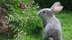 Картинка: Серый кролик в зелёной траве
