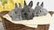 Картинка: Милые серые крольчата