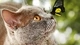 Картинка: Бабочка сидит на носу у кошки