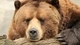 Картинка: Грустная морда бурого медведя