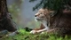 Image: Lynx lying in the grass under the branches of spruce