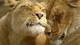 Image: A pair of lions nestle each other