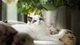 Картинка: Голубоглазый белый котик