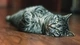 Картинка: Серый кот лежит на полу прижав лапки к груди