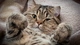 Картинка: Пушистый котик лежит на пледе прищурив один глаз