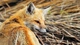 Картинка: Рыжая лисица оглянулась назад