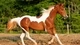 Картинка: Лошадь красивого окраса