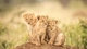 Image: Three lion cubs sitting on a hill