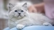 Картинка: Котёнок с голубыми глазами