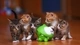 Картинка: Пять маленьких котят окружили Ам-няма