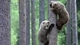 Картинка: Два медвежонка взобрались на дерево