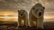 Картинка: Белые медведи на фоне заката