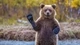 Картинка: Привет от медведя