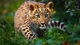 Картинка: Детёныш леопарда