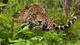Image: Jaguar hid in the grass