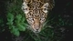 Картинка: Леопардовая морда смотрит на тебя, человек