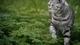 Image: Cat walking on green grass