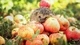 Image: Hedgehog sitting on the apples