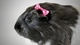 Картинка: Чёрно-белая морская свинка с розовым бантиком