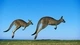 Картинка: Два кенгуру прыгают по полю