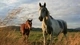 Картинка: Две лошади прогуливаются в поле