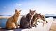 Картинка: Шесть кошек сидят в одном месте и греются на солнышке