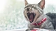 Картинка: Широко зевающий котик в красном ошейнике