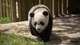 Картинка: Панда идёт к травяной полянке