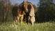 Image: Two horses eating grass in the field