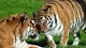 Картинка: Полосатые тигры обнимаются на траве
